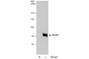 IP Image Immunoprecipitation of RecQ1 protein from HeLa whole cell extracts using 5 μg of RecQ1 antibody [C1C3], Western blot analysis was performed using RecQ1 antibody [C1C3], EasyBlot anti-Rabbit IgG  was used as a secondary reagent. (RecQ Protein-Like (DNA Helicase Q1-Like) (RECQL) (C-Term) anticorps)