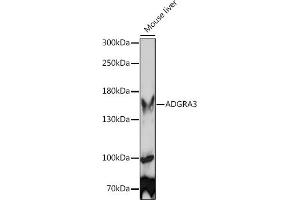 Western blot analysis of extracts of Mouse liver, using  Rabbit pAb (ABIN7267292) at 1:1000 dilution. (GPR125 anticorps  (AA 370-600))