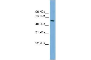 WB Suggested Anti-HLA-F Antibody Titration:  0. (HLA-F anticorps  (N-Term))