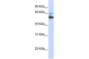 LENG4 antibody used at 1 ug/ml to detect target protein. (MBOAT7 anticorps  (C-Term))