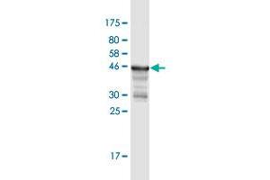 Western Blot detection against Immunogen (49. (MREG anticorps  (AA 1-214))