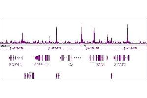 RBBP5 antibody (pAb) tested by ChIP-Seq. (RBBP5 anticorps  (C-Term))