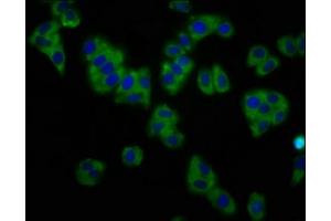 Immunofluorescence staining of HepG2 cells with ABIN7163940 at 1:133, counter-stained with DAPI.