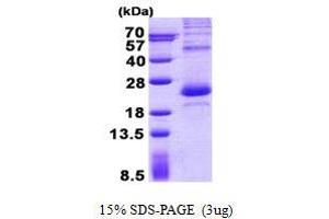 Image no. 1 for Lipopolysaccharide-Induced Tumor Necrosis Factor-alpha Factor (LITAF) (AA 1-161) protein (His tag) (ABIN1098763)