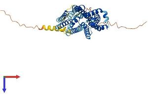 AlphaFold protein structure predicition of Mouse Recombinant Slc35f2 Protein, UniprotID Q7TML3
