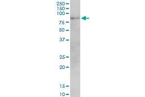 Western Blotting (WB) image for anti-Mitofusin 2 (MFN2) (AA 661-758) antibody (ABIN599101) (MFN2 anticorps  (AA 661-758))