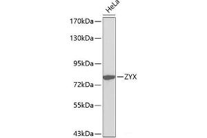Western blot analysis of extracts of HeLa cells using ZYX Polyclonal Antibody. (ZYX anticorps)