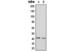 Western blot analysis of GAS41 expression in HeLa (A), Raw264.