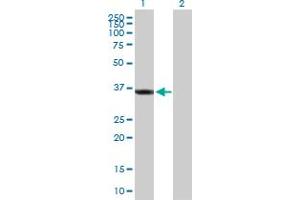 Western Blot analysis of SGTA expression in transfected 293T cell line by SGTA MaxPab polyclonal antibody. (SGTA anticorps  (AA 1-313))