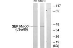 Western blot analysis of extracts from 293 cells and NIH-3T3 cells, using SEK1/MKK4 (Phospho-Ser80) Antibody. (MAP2K4 anticorps  (pSer80))
