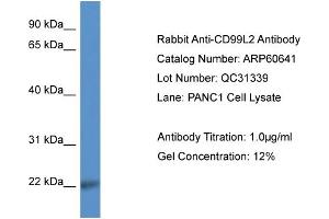 Western Blotting (WB) image for anti-CD99 Molecule-Like 2 (CD99L2) (Middle Region) antibody (ABIN2788521) (CD99L2 anticorps  (Middle Region))