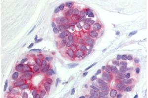 Anti-WNT6 antibody  ABIN1049481 IHC staining of human breast, epithelium cells.