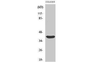 Western Blotting (WB) image for anti-Siah E3 Ubiquitin Protein Ligase 2 (SIAH2) (C-Term) antibody (ABIN3177413) (SIAH2 anticorps  (C-Term))