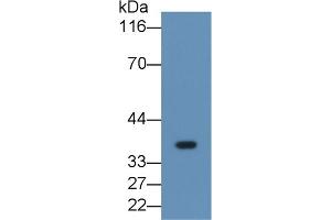 Detection of FGL1 in Human Placenta lysate using Monoclonal Antibody to Fibrinogen Like Protein 1 (FGL1) (FGL1 anticorps  (AA 23-312))