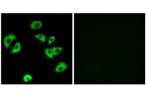 Immunofluorescence analysis of A549 cells, using LILRB4 antibody. (LILRB4 anticorps  (Internal Region))