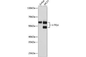 Western blot analysis of extracts of various cell lines, using c-Myc antibody (ABIN7268711) at 1:1000 dilution. (c-MYC anticorps)