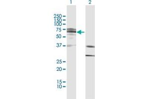 Western Blot analysis of IKZF4 expression in transfected 293T cell line by IKZF4 MaxPab polyclonal antibody. (IKZF4 anticorps  (AA 1-544))