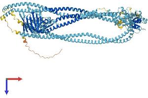 AlphaFold protein structure predicition of Mouse Recombinant Smc1b Protein, UniprotID Q920F6