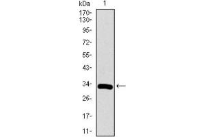 Western blot analysis using RUNX3 antibody against HEK293 (1) and RUNX3 (AA: 186-252) -hIgGFc transfected HEK293 (2) cell lysate.