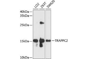 Western blot analysis of extracts of various cell lines, using TR antibody  at 1:1000 dilution. (TRAPPC2 anticorps  (AA 1-140))