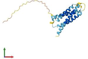 AlphaFold protein structure predicition of Human Recombinant CMTM8 Protein, UniprotID Q8IZV2
