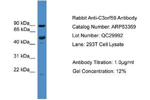 WB Suggested Anti-C3orf59  Antibody Titration: 0. (MB21D2 anticorps  (C-Term))
