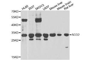 Western blot analysis of extracts of various cell lines, using SCO2 antibody. (SCO2 anticorps  (AA 1-130))