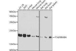 Western blot analysis of extracts of various cell lines, using Y14/RBM8A Rabbit mAb (ABIN7270089) at 1:1000 dilution. (RBM8A anticorps)
