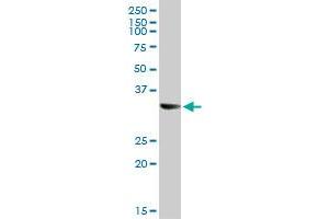 STX1A MaxPab rabbit polyclonal antibody. (STX1A anticorps  (AA 1-251))