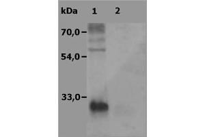 Image no. 1 for anti-Linker For Activation of T Cells Family, Member 2 (LAT2) (AA 91-243) antibody (ABIN238343)