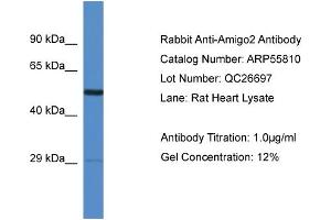 Western Blotting (WB) image for anti-Adhesion Molecule with Ig-Like Domain 2 (AMIGO2) (Middle Region) antibody (ABIN2786381) (AMIGO2 anticorps  (Middle Region))