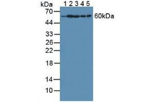Figure. (HPRT1 anticorps  (AA 3-218))