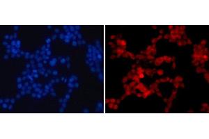 Immunofluorescence analysis of 293T cells using Asymmetric DiMethyl-Histone H4-R3 Polyclonal Antibody