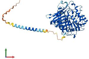 AlphaFold protein structure predicition of Human Recombinant PLD3 Protein, UniprotID Q8IV08