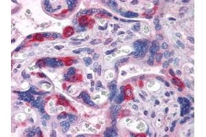 Immunohistochemical analysis of paraffin-embedded human Placenta tissues using PEG10 mouse mAb