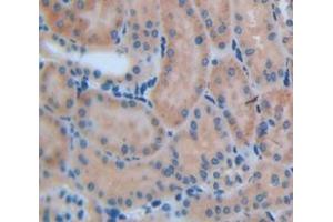 IHC-P analysis of Mouse Tissue, with DAB staining. (MMP13 anticorps  (AA 66-238))