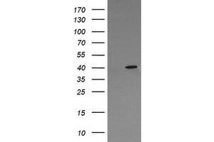Image no. 2 for anti-Mitogen-Activated Protein Kinase 13 (MAPK13) antibody (ABIN1499956) (MAPK13 anticorps)