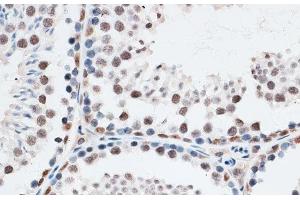 Immunohistochemistry of paraffin-embedded Mouse testis using AQR Polyclonal Antibody at dilution of 1:100 (40x lens). (AQR anticorps)
