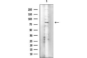 anti-Bromo Adjacent Homology Domain Containing 1 (BAHD1) antibody