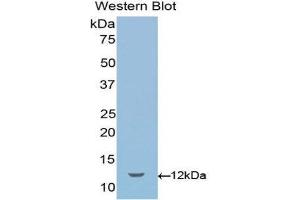 Western Blotting (WB) image for anti-Sema Domain, Immunoglobulin Domain (Ig), Short Basic Domain, Secreted, (Semaphorin) 3E (SEMA3E) (AA 581-669) antibody (ABIN1078523) (SEMA3E anticorps  (AA 581-669))