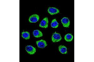 Confocal immunofluorescent analysis of CNIH2 Antibody (N-term) (ABIN655476 and ABIN2844999) with U-251MG cell followed by Alexa Fluor 488-conjugated goat anti-rabbit lgG (green). (CNIH2 anticorps  (N-Term))