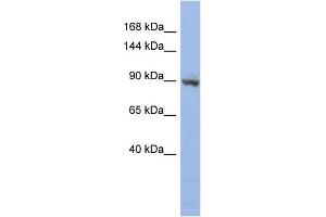 WB Suggested Anti-ZNF546 Antibody Titration:  0. (ZNF546 anticorps  (N-Term))