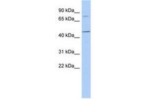Image no. 1 for anti-F-Box Protein 39 (FBXO39) (AA 35-84) antibody (ABIN6741232) (FBXO39 anticorps  (AA 35-84))