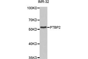 Western Blotting (WB) image for anti-Polypyrimidine Tract Binding Protein 2 (PTBP2) antibody (ABIN1877081) (PTBP2 anticorps)