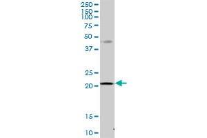 MRPS23 MaxPab polyclonal antibody. (MRPS23 anticorps  (AA 1-190))