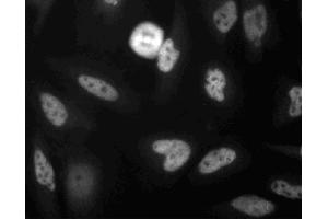 Immunoflourescence staining of MDCK cells. (FADD anticorps  (AA 94-208))