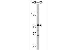 Western blot analysis of XPOT antibody in NCI-H460 cell line lysates (35ug/lane)