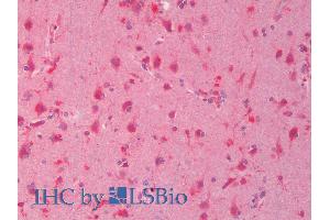 ABIN1590089 (5µg/ml) staining of paraffin embedded Human Cortex.