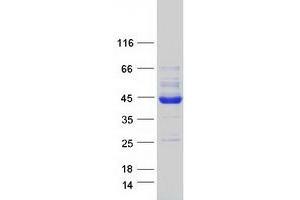 Validation with Western Blot
