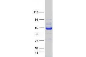 Validation with Western Blot (PDHA2 Protein (Myc-DYKDDDDK Tag))